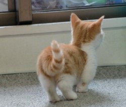 danielle-staub:  rubyantimony:  1800nikkii:  breedingmommyslittlemonster:  i wish i was a ginger kitten  WANT ONE  This is like reallly cute  AWWWW 