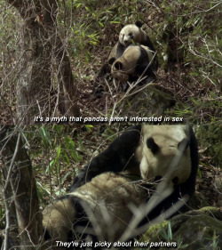 fuckyeahgiantpanda:  BBC Natural World Special: