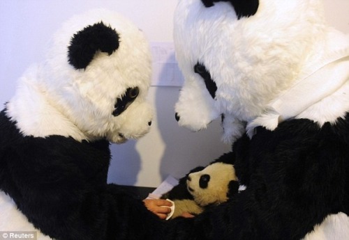 Chinese Scientists Wear Panda Suits To Prepare Baby Pandas For The Wild: Pics, Videos, Links, News