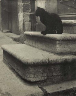 arsvitaest:  Brassaï, Black cat on steps,