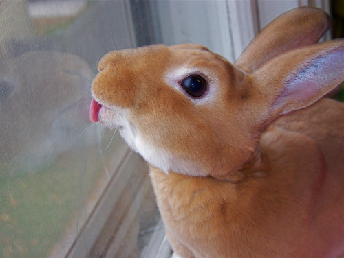 panda-valentine: Just a bunny licking a window. You know how it goes.