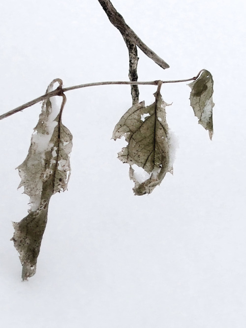 laurajwryan: Three leaves, snow, 12/5/2010 I’m embracing the snowy weather with my camera…it’s amazi