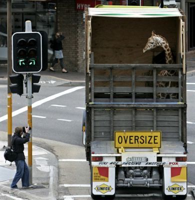 imgfave:  ★ discovered on imgfave.com (social image bookmarking)  Melman?
