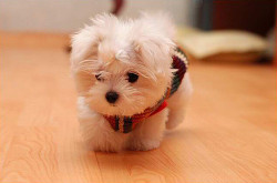 wtfmallisha:  AWWWWWWWWWWWWWW! I WANT ONE! D:  i want this puppy underneath my christmas tree!