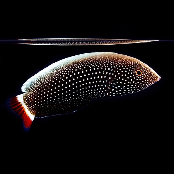 reginasworld:  Psychedelic Wrasse© Mattias Ormestad 