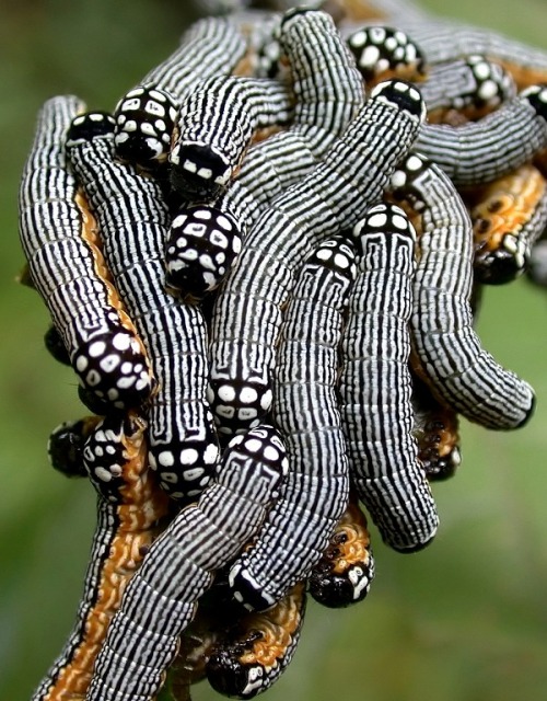 animalworld:TURBULENT PHOSPHILA CATERPILLARS (Phosphila turbulenta)©455rocket/jpgcalendarThe gr