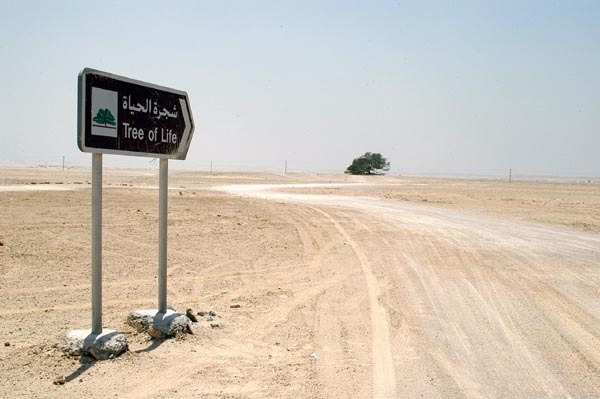 mosabelking:  In central Bahrain stands a large mesquite tree known as the Tree of