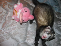 this is 1 of my ferrets hes big