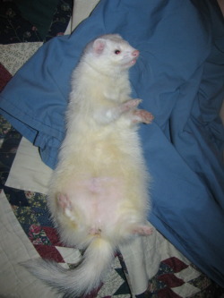 heres my other ferret he is very kawaii and