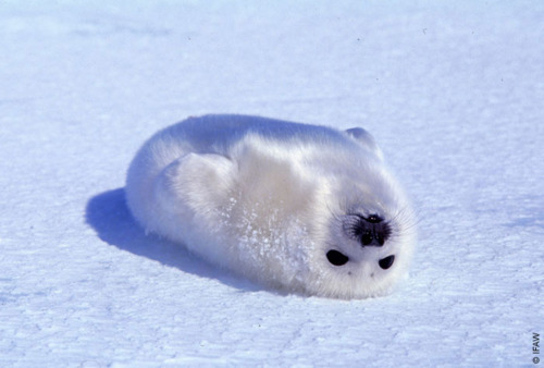 Baby seal post~!