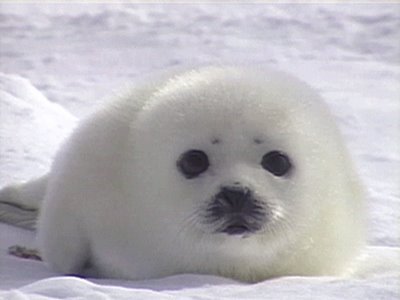Baby seal post~!