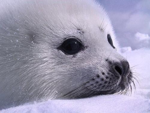 Baby seal post~!