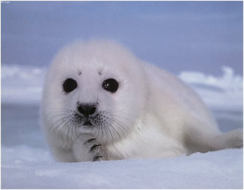 Baby seal post~!