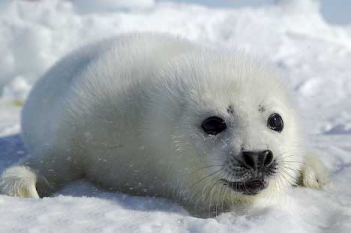 Baby seal post~!