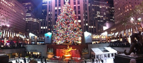 Hey lookit… a tree!