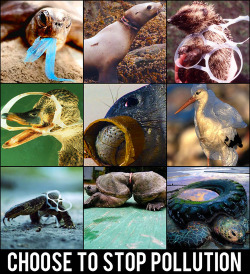 akadalynna:  legitandshit:  itsmekaycee:  theblackship:  Everyone stop scrolling and take a look at this picture. It’s terrible, isn’t it? And it’s our fault to blame. We’ve done this to our world’s animals and decided to reduce them into nothing.
