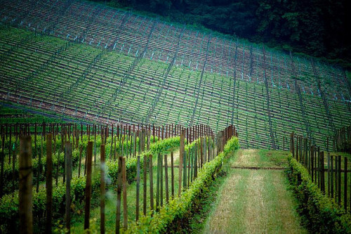 Vineyard, Willamette Valley, Oregon (by Robert Crum) | Website
