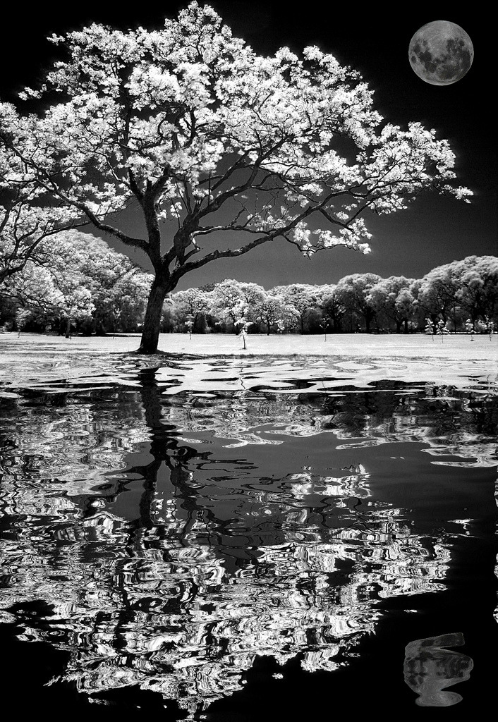 dangel799:  Photographer Irargerich :) 