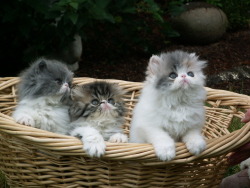 persiancats:  . 