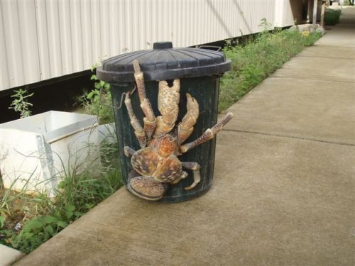 azowerinmyshower:  THE GHASTLY COCONUT CRAB (birgus latro) IS THE LARGEST LAND-ARTHROPOD KNOWN TO MA