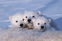 princessayya:  Polar Bear Cubs  Wapusk National