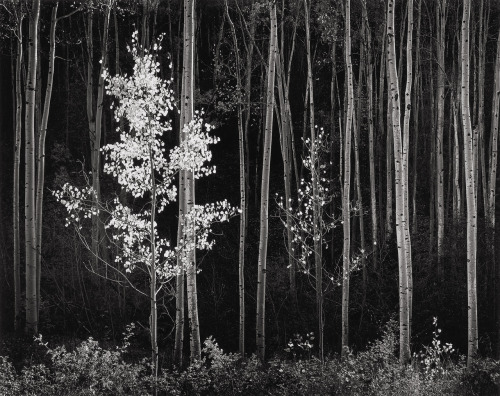 Aspens, Northern New Mexico photo by Ansel Adams, 1958  |  #2