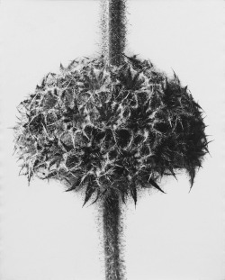 Bullota Rupestris photo by Karl Blossfeld,