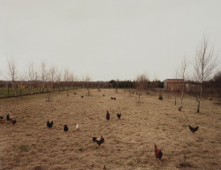 Hühner Krefeld photo by Andreas Gursky, 1989