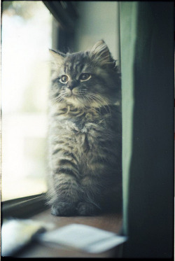 ryanjay:  * (by alexis mire) MY KITTEN!!!