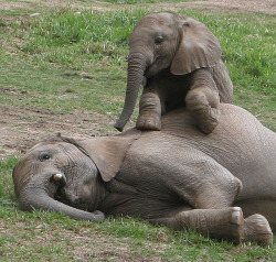 fuckyeahsillymoo:  Elephants have been known to die of broken hearts if a mate dies. They refuse to eat and will lay down, shedding tears until they starve to death. They refuse all human help. 