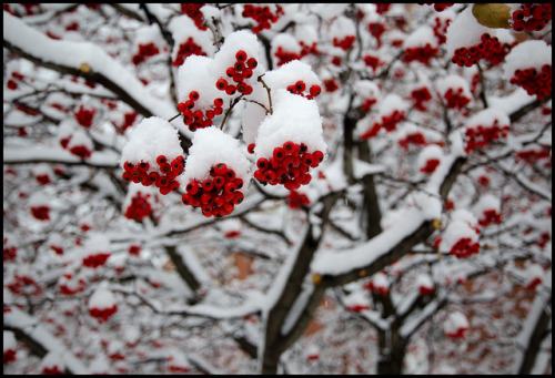 lascatola20:  winterberryscape (by Andy Marfia) 