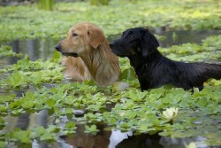 surferess:  Water dogs 