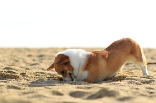 corgiaddict:  that smile of pure satisfaction. dig corgi dig! 