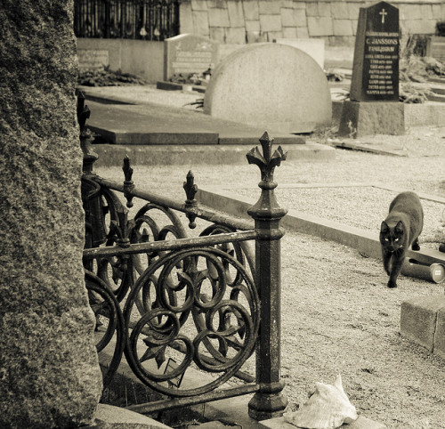 fuckyeahcemeteries:  The cemetery pet (by ::::::::::::::::::::::::::) 
