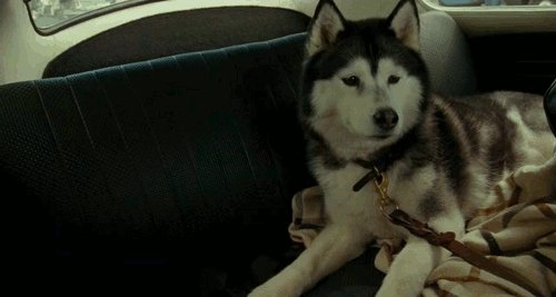 vasodilation:  Here’s a pretty gif of a doggy for my 500th post. Also: don’t