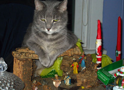 nevver:  Cats in Nativity Scenes 