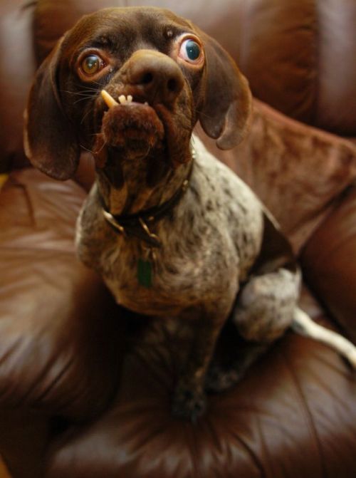 allisonnnnn:  Isn’t he cute?! ;)  this dog is the thing more beautiful of the world. ♥