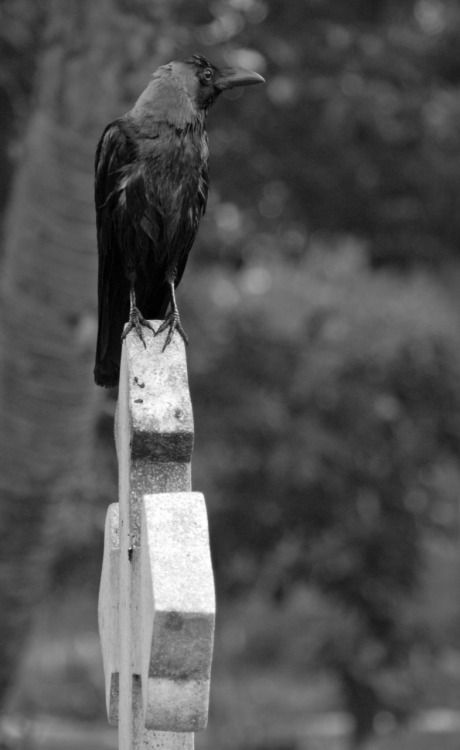 birdofdarkness:  crow and cross 