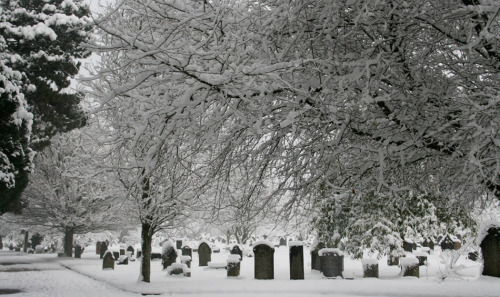 laudanumandarsenic:  thinknewdesign:Taking photos of the snow in the Heath cemetery today, the place looks amazing and peaceful in this wether. 