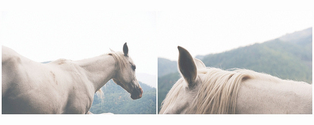 munificent:(by Viola Cangi)