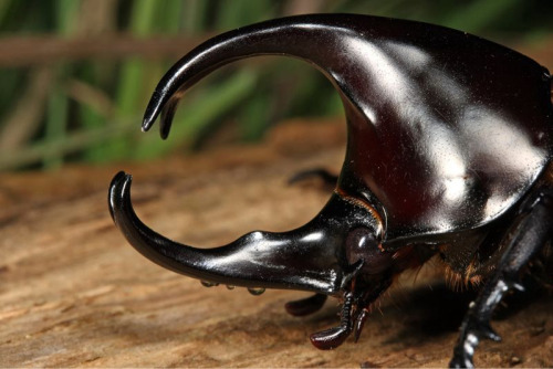 Rhino beetle