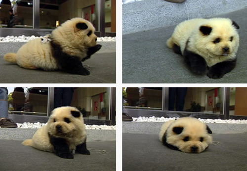helloitsmeworld:  I JUST DIED OF CUTENESS OMG 