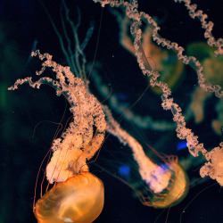 nugsinmyrugs:  Jellies  