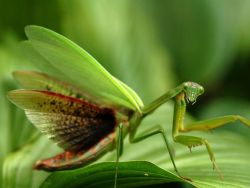 fuckyeahmothernature:   Praying Mantis, Virginia