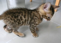 heylauren:  Alaksdjf;laksjdf. I need a bengal