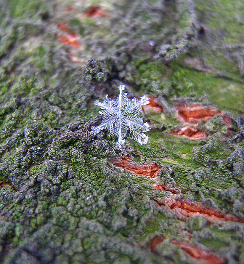 Fallen snowflake. Photo by Julia aka blessedchild.