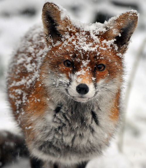 fuckyeahfoxfriends:  Out of Head and Shoulders! (by Melanie Stanton)  herro I’m a cute fox!