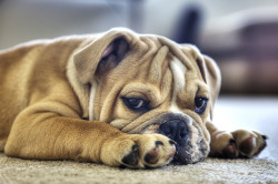 fuckyeahbulldog:  My English Bulldog (by