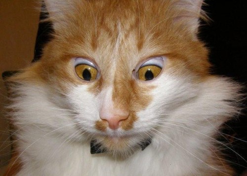 catasters:Oui madame!Holy god cats are freaks