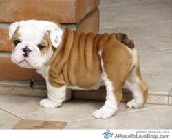 aplacetolovedogs:  weheartit  Wrinkly Bulldog puppy with a curly tail 